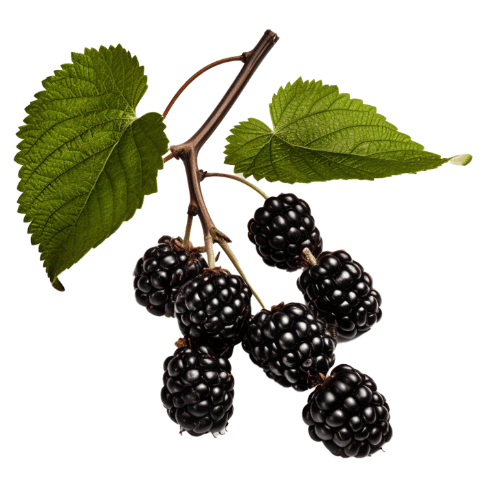 Black Mulberry Interiors